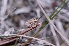 Drei schildkrötenähnliche Wanzenarten (6/6)