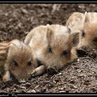 Drei schlafende Baby-Wildschweine