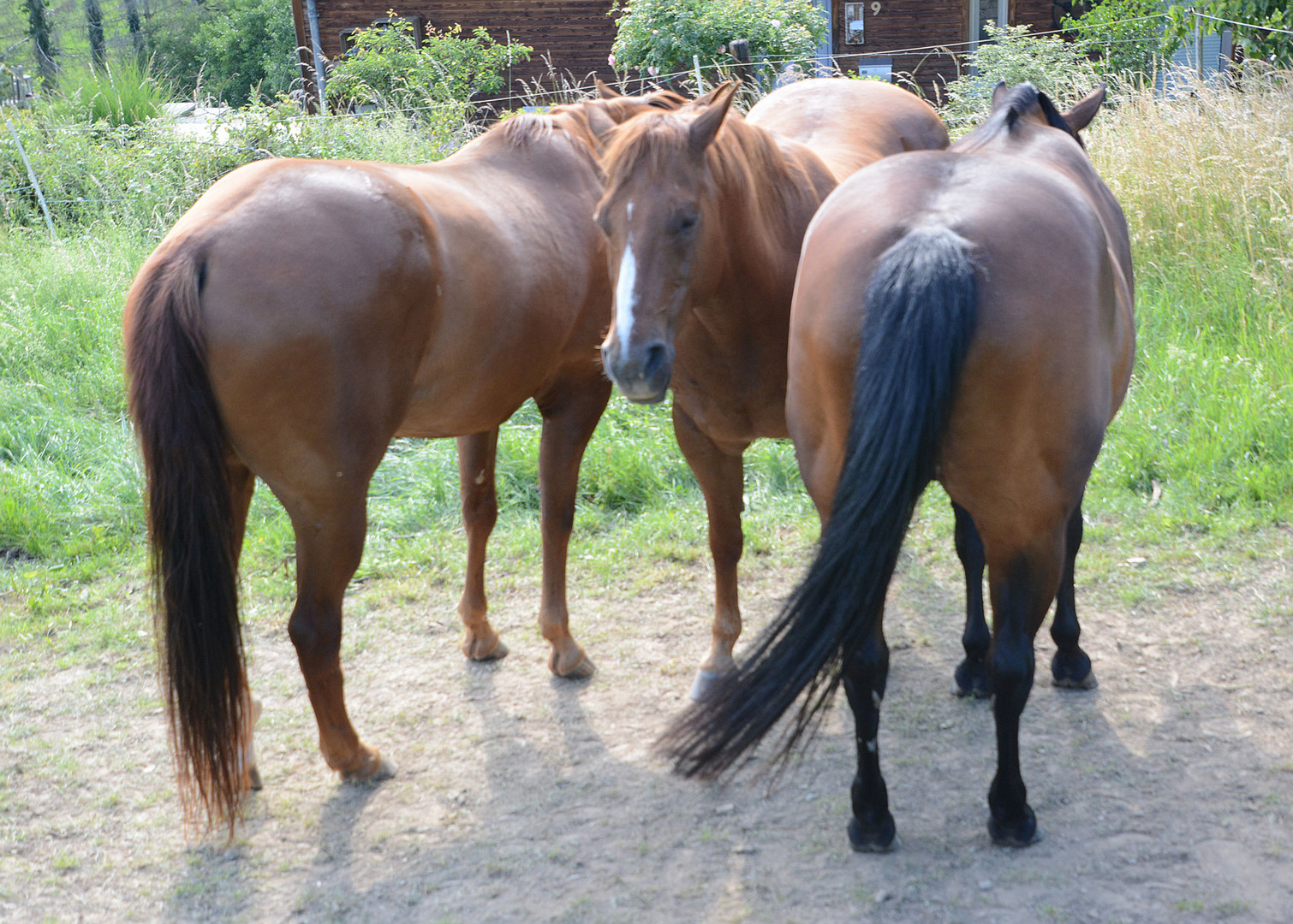 Drei schlaue Pferde stellen sich geschickt zueinander