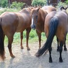 Drei schlaue Pferde stellen sich geschickt zueinander