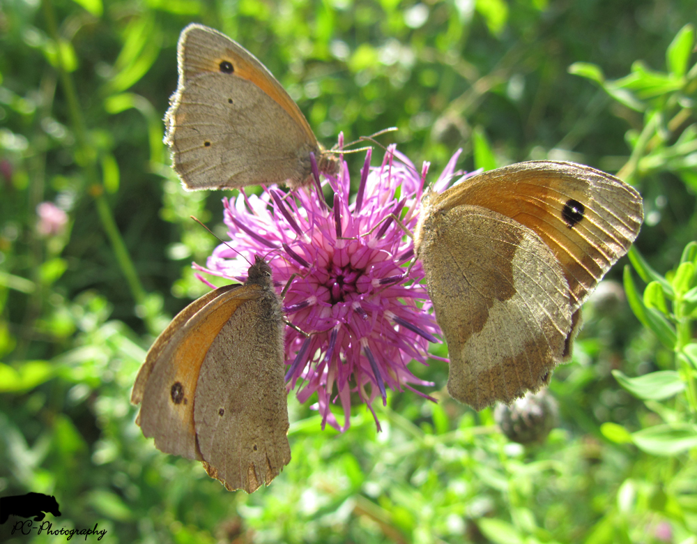 Drei Schmetterlinge auf einer Blume