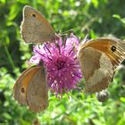 Drei Schmetterlinge auf einer Blume