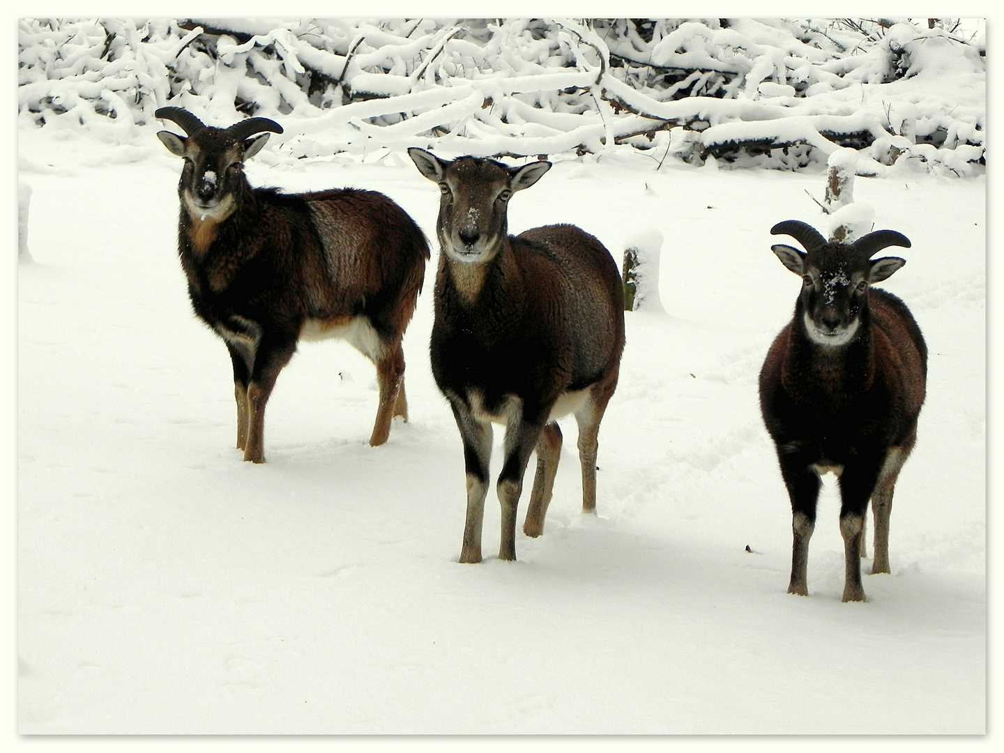 Drei Schnee-Nasen