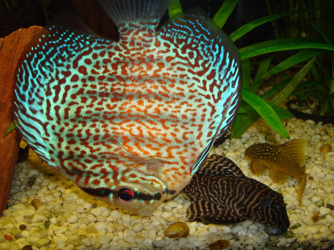 Drei Schone Tiere Foto Bild Tiere Haustiere Aquaristik Bilder Auf Fotocommunity