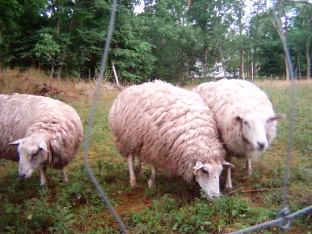 Drei schöne Wolltiere