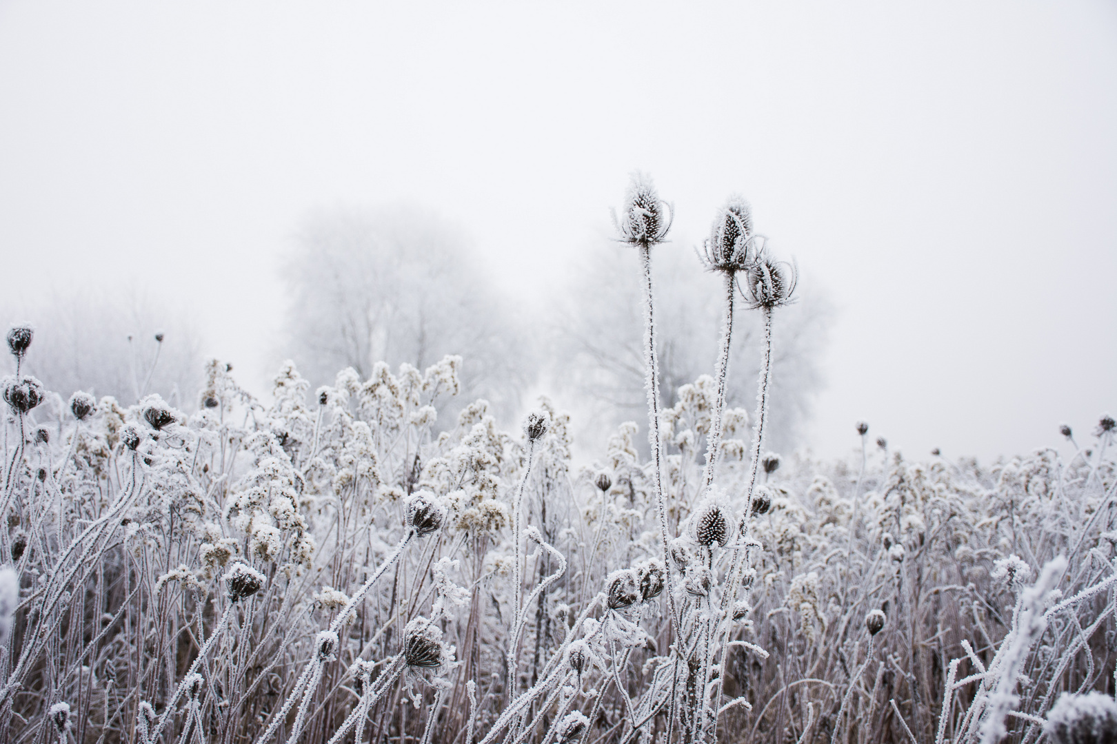 Drei Schönheiten im Winter