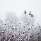 Drei Schönheiten im Winter