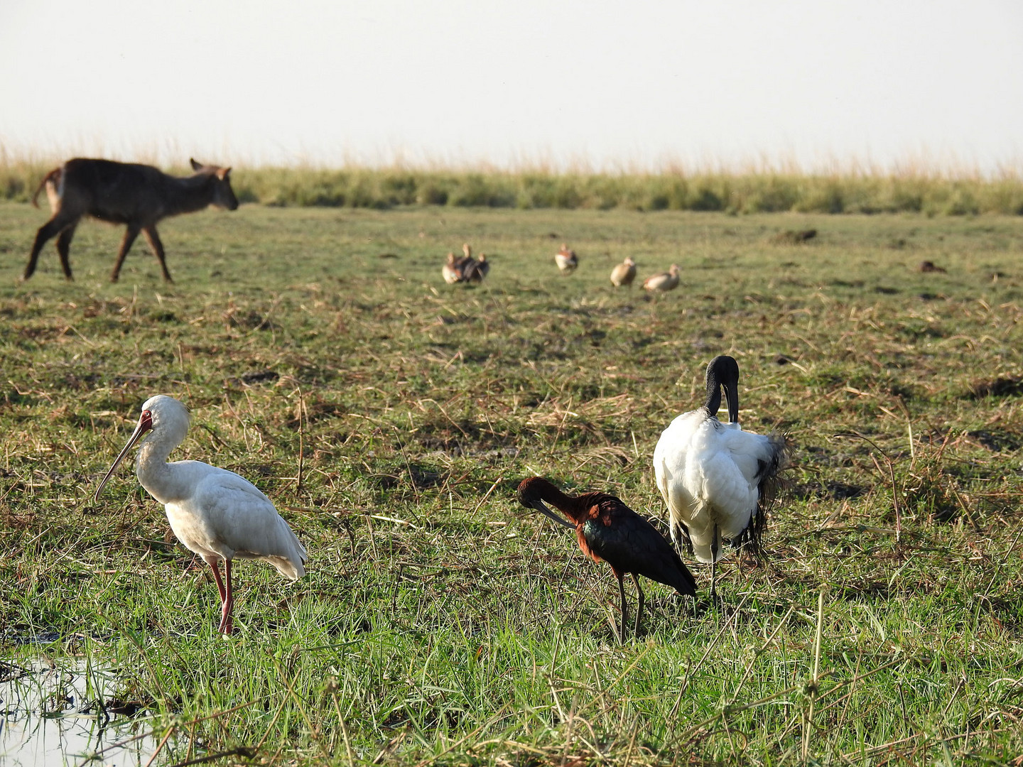 Drei Schreitvögel am Chobe: Löffler, Brauner Sichler, Hl. Ibis