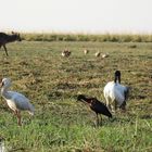 Drei Schreitvögel am Chobe: Löffler, Brauner Sichler, Hl. Ibis