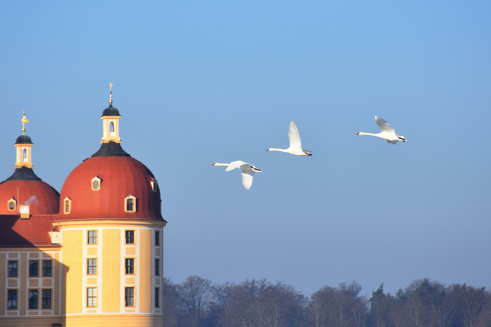 Drei Schwäne