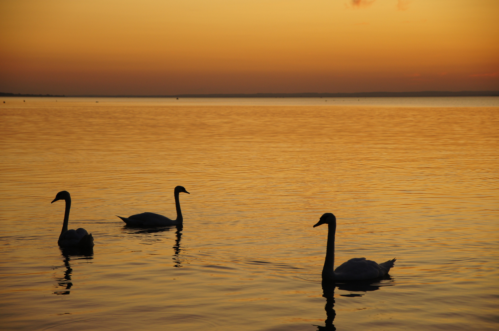 Drei Schwäne im abendlichen Balaton