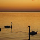 Drei Schwäne im abendlichen Balaton