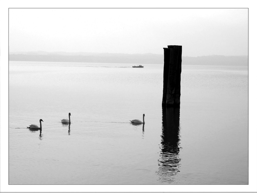 Drei Schwäne im Gardasee