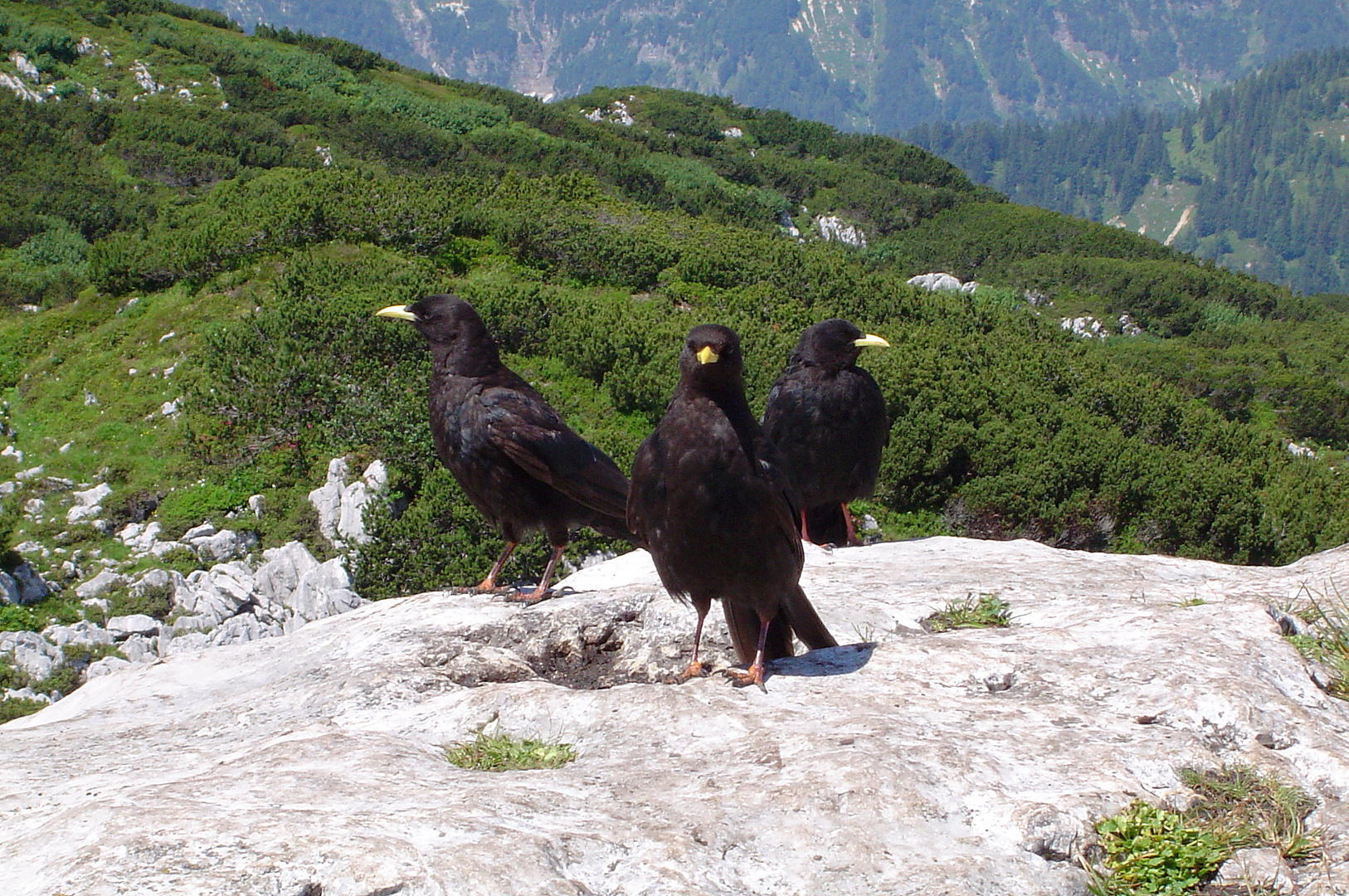 Drei schwarze Vögel