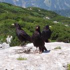 Drei schwarze Vögel