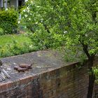 Drei Schweine auf der Mauer