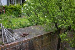 Drei Schweine auf der Mauer