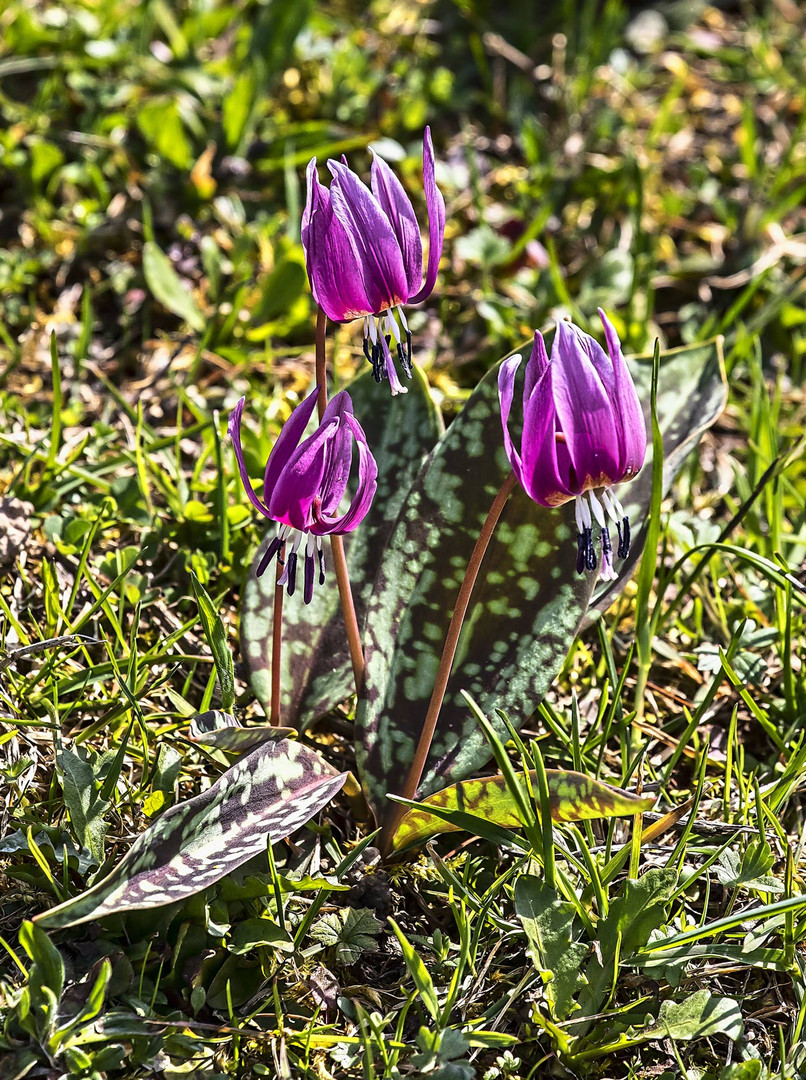 Drei seltene Hundszahnblüten