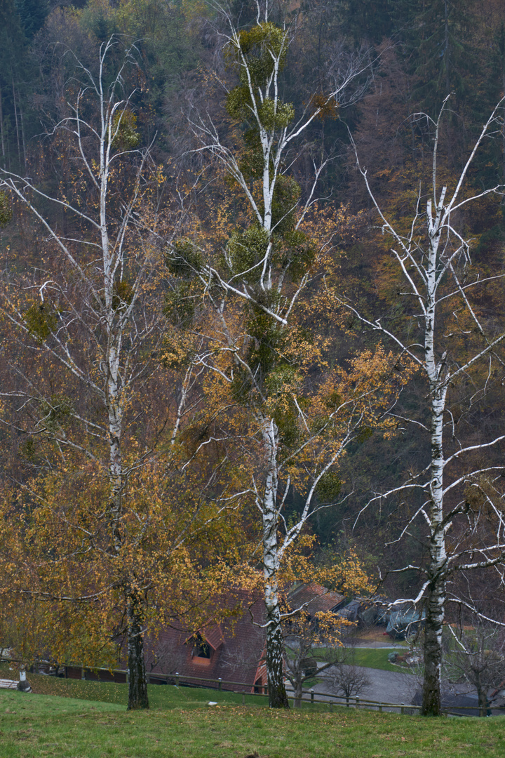 Drei Silberbirken