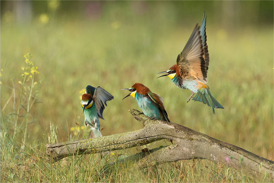 Drei sind einer zuviel! Foto & Bild natur, tiere, vögel Bilder auf