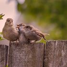 Drei Spatzen am Gartenzaun