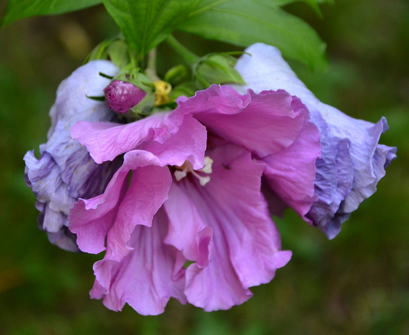 Drei Stadien der Blüte:Knospe, erblüht, welkend