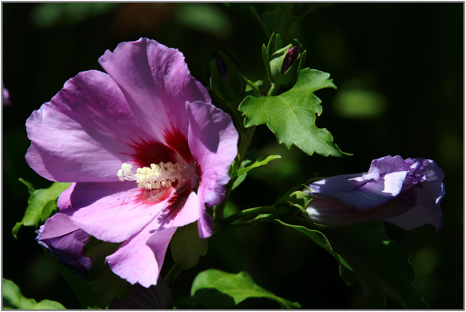 Drei Stadien der Hibiskusblüte