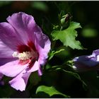 Drei Stadien der Hibiskusblüte