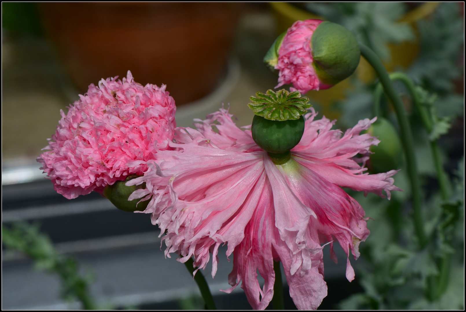 Drei Stationen der Blüte - Mohn -