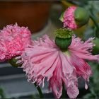 Drei Stationen der Blüte - Mohn -