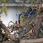 Drei Stieglitze, Corduelis corduelis... das war schon ein besonderes Glücksgefühl...