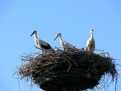 drei Störche auf einen Streich