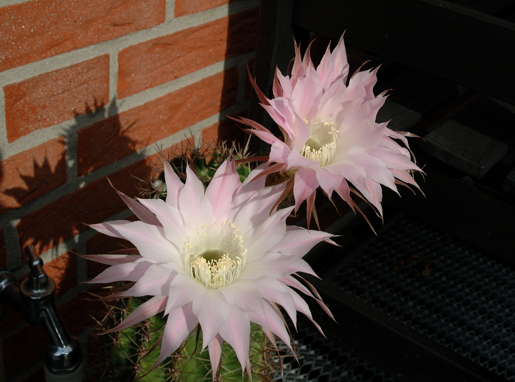 Drei-Tages-Blüte im Spätsommer