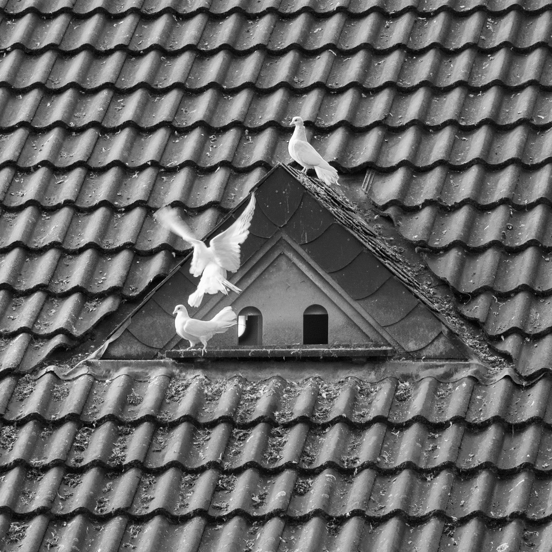 Drei Tauben auf dem Dach