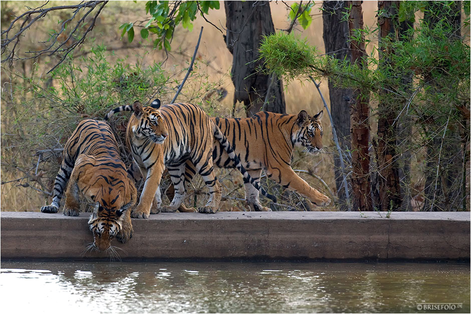 Drei Tiger auf einen Streich, wildlife .....