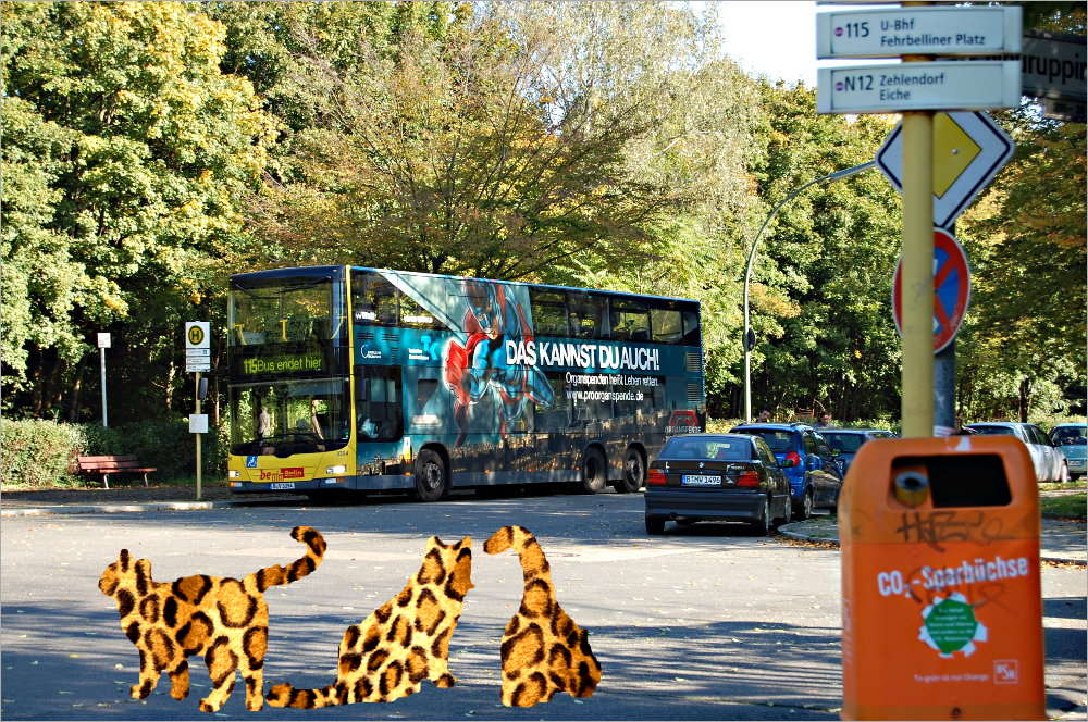 drei Tigerkatzen warten auf den Bus