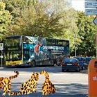 drei Tigerkatzen warten auf den Bus