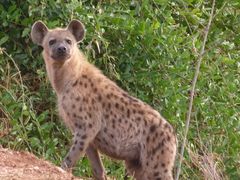 Drei Tüpfelhyänen tauchten auch gleich auf. Tsavo West