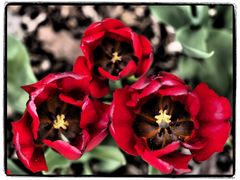 drei Tulpen