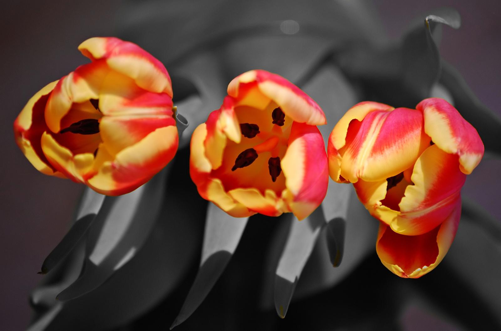 Drei Tulpen