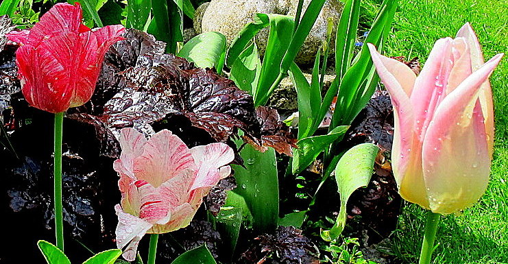 Drei Tulpen im Garten