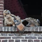 Drei Uhukids auf der Fensterbank