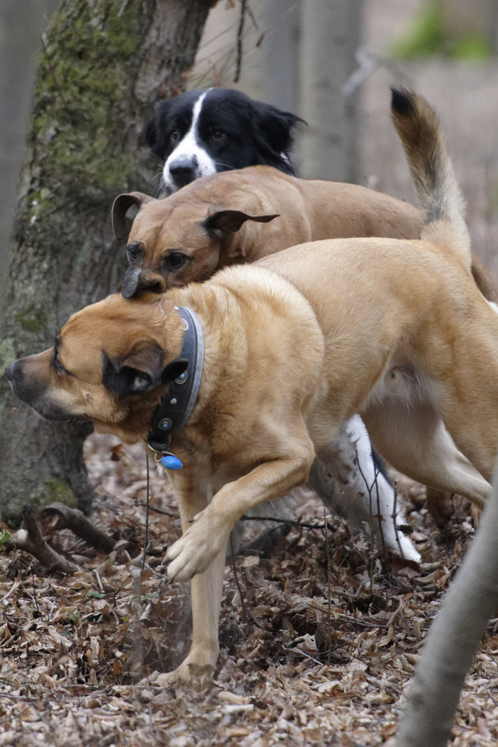 drei und ein Baum