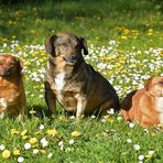 Drei Unschuldslämmer im Hundekostüm