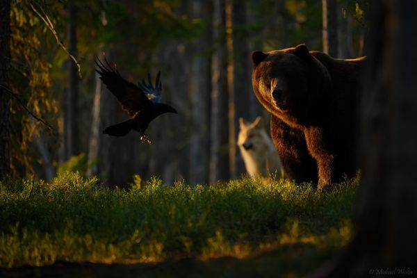 Drei Unzertrennliche