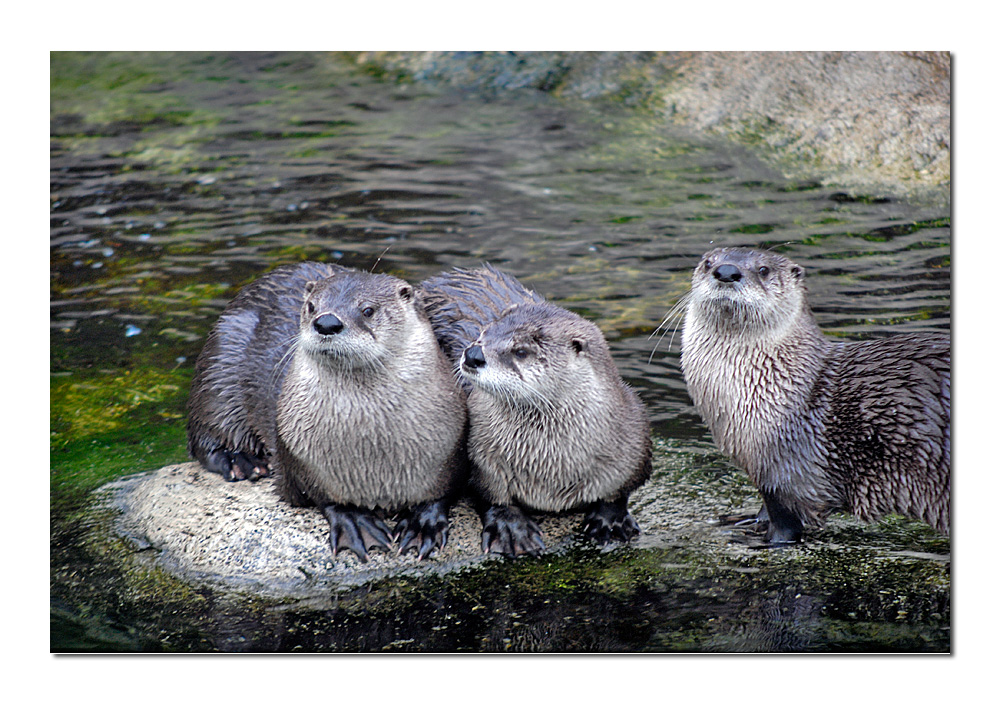 Drei unzertrennliche Fischotter