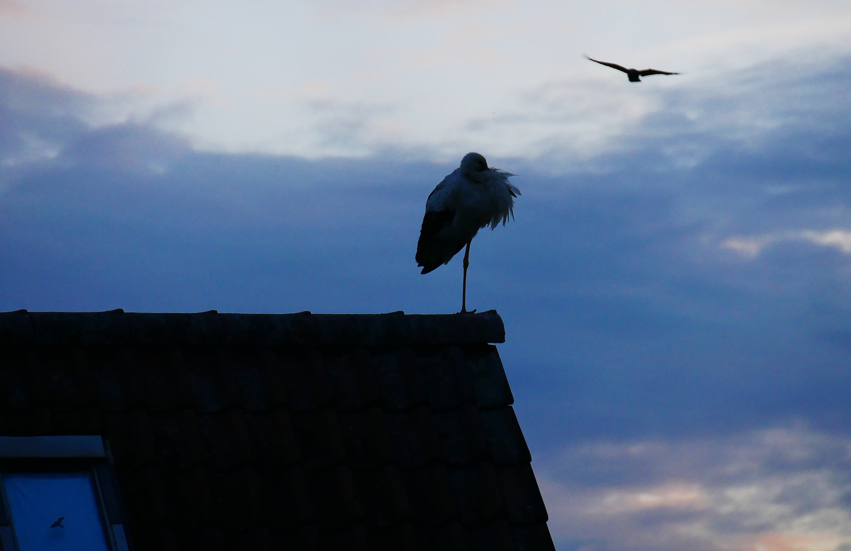 Drei Vögel und ein Dach