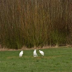 Drei von sechs  S i l b e r r e i h e r n  (Ardea alba) heute morgen in Hilden . . .