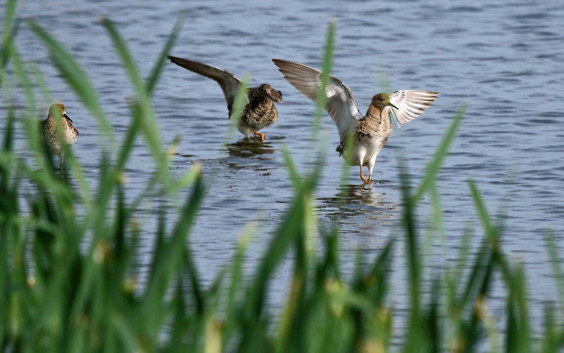 "DREI von SIEBEN"