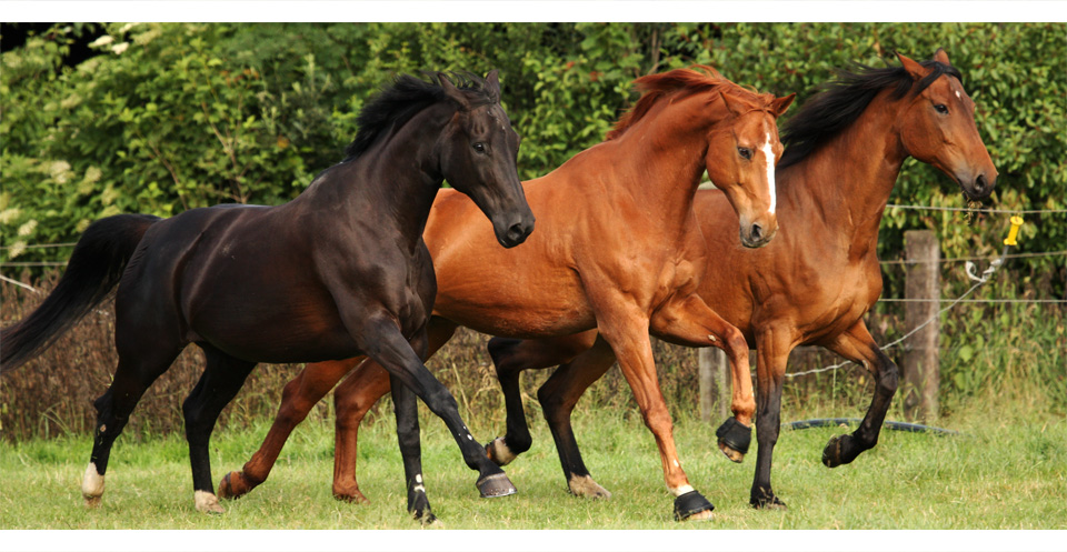 Drei Warmblüter in Action